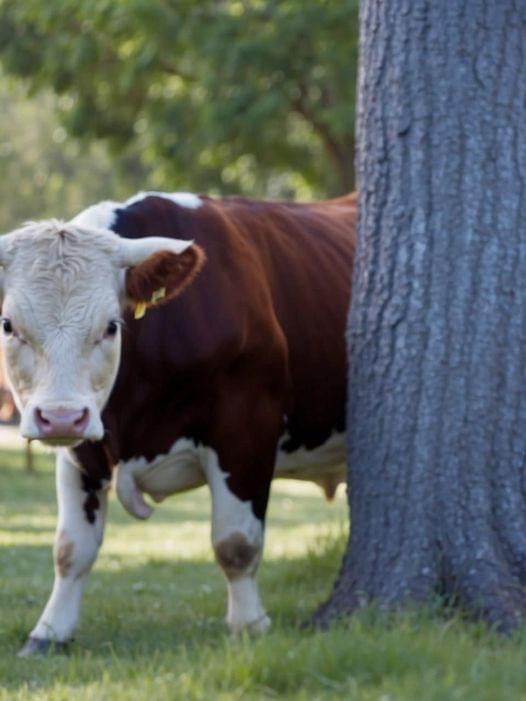 The cow began to lose milk, and the farmer noticed that she was leaving in the evening for the forest. He decided to follow